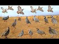 Survival Skills: Traditional Bird Trap Setup #MauntainChukarHunting