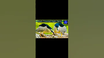 BLACK CROWNED NIGHT HERON SOUND CALLS HUNI NG BLACK CROWNED HERON Huntsman Ph 