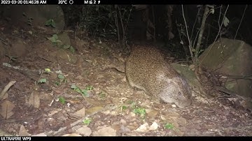 Cane Rat!