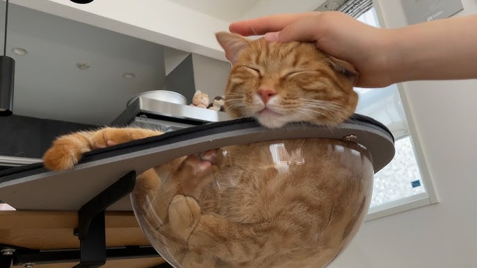 かっこいいと可愛いの両方を持ち合わせる猫 Cool And Cute Cat Youtube