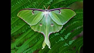 Luna Moth Natures Green Marvel For All Ages