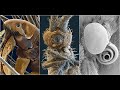 Spectacular Electron Microscope Images