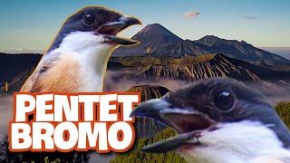Cendet Bromo  (Lanius schach) Pentet Jawa Timur yang Full Blangkon
