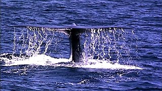 How They Dug Up and Rebuilt a Giant Blue Whale Skeleton