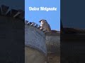 Paukštis #animals #animal #nature #garden #reels #birds #shortvideos #butterfly #tree #travel