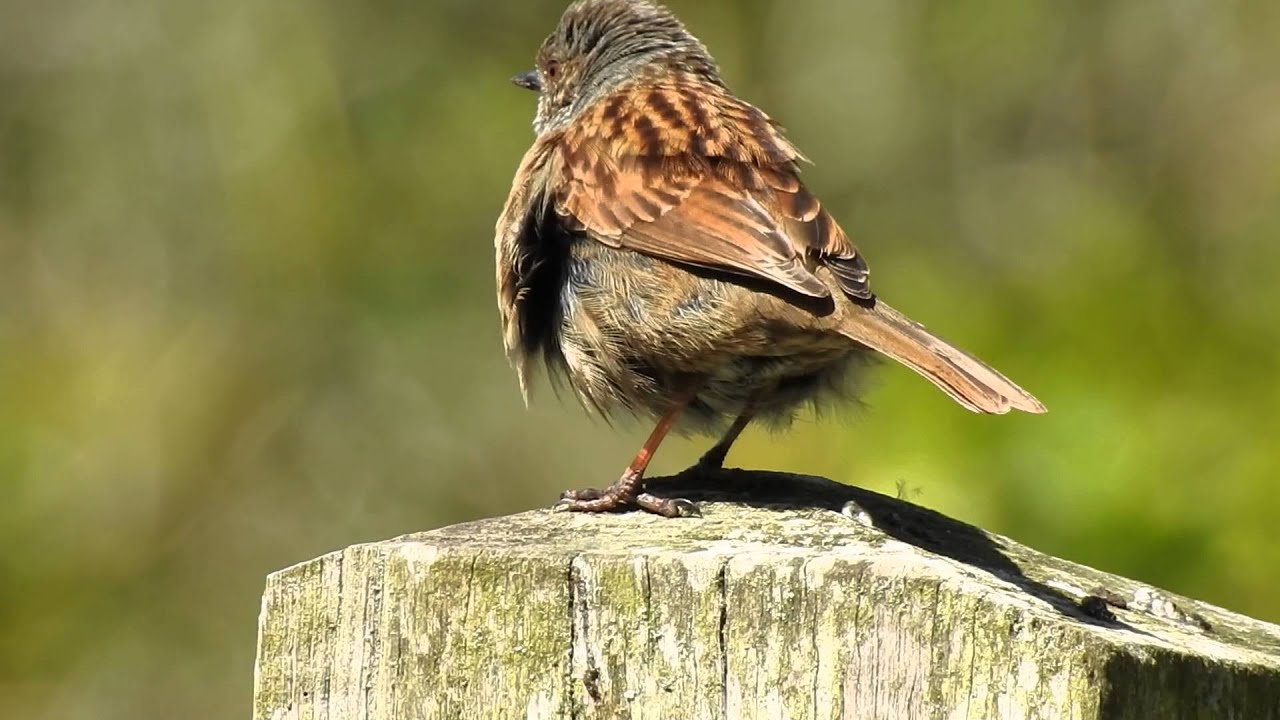 camera iphone 8 plus apk Dunnock