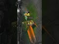 AS PROFUNDEZAS DO LOL...? #fy #leagueoflegends #wildrift #SummerOfGoals - [EP3251]