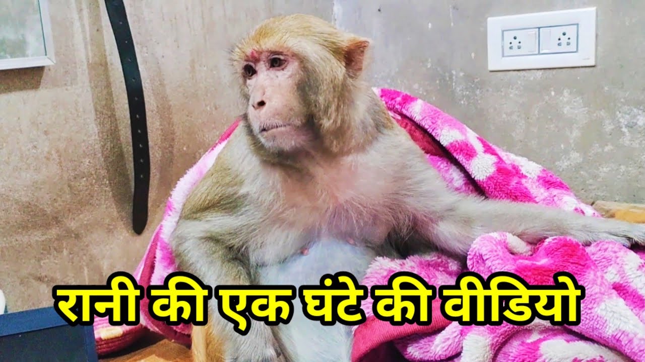 Rani long video ।। Monkey Rani Funny video😂😂 ।।Rani Village Life ।। Rani All videos