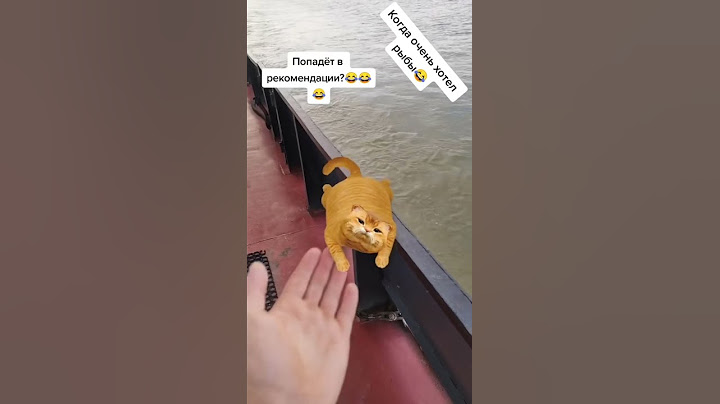 Ленивый кот 😹