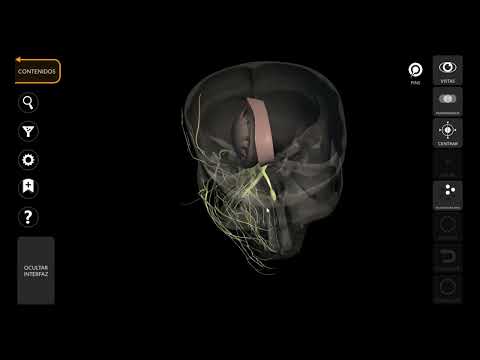 Free 3D Brainstem Class