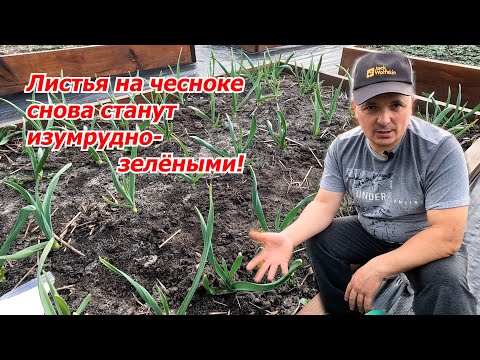 Проверенная подкормка чеснока, которая сделает листья зелными!