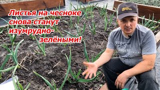 Проверенная Подкормка Чеснока, Которая Сделает Листья Зелёными!