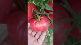 Хоть ты тресни 🍅🍅🍅🍅🍅