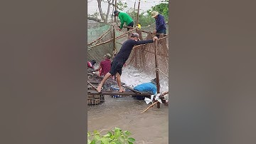 Thu hoạch cá tra. SanaZon - Mỹ Hòa Hưng, TP Long Xuyên, An Giang ( 10.2021)