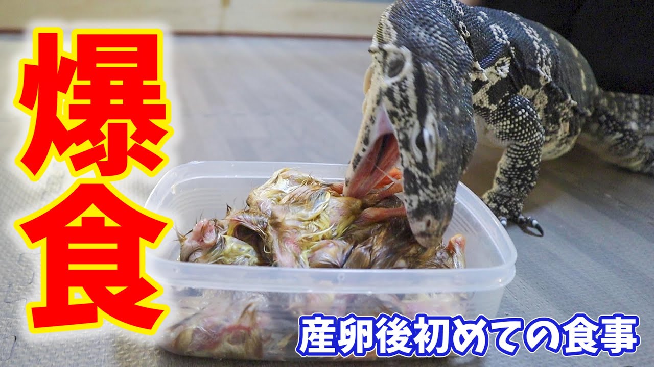 産後の食欲がやばいw 閲覧注意 Youtube