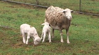 A day at the farm - demonstration 'city farm' in Seven Hills, Sydney