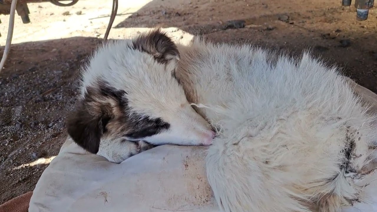 ГЛАВНЫЕ НОВОСТИ посмотрите пожалуйста Это Они Милые Собачки Щенята Котики Они Наши Друзья Меньшие 