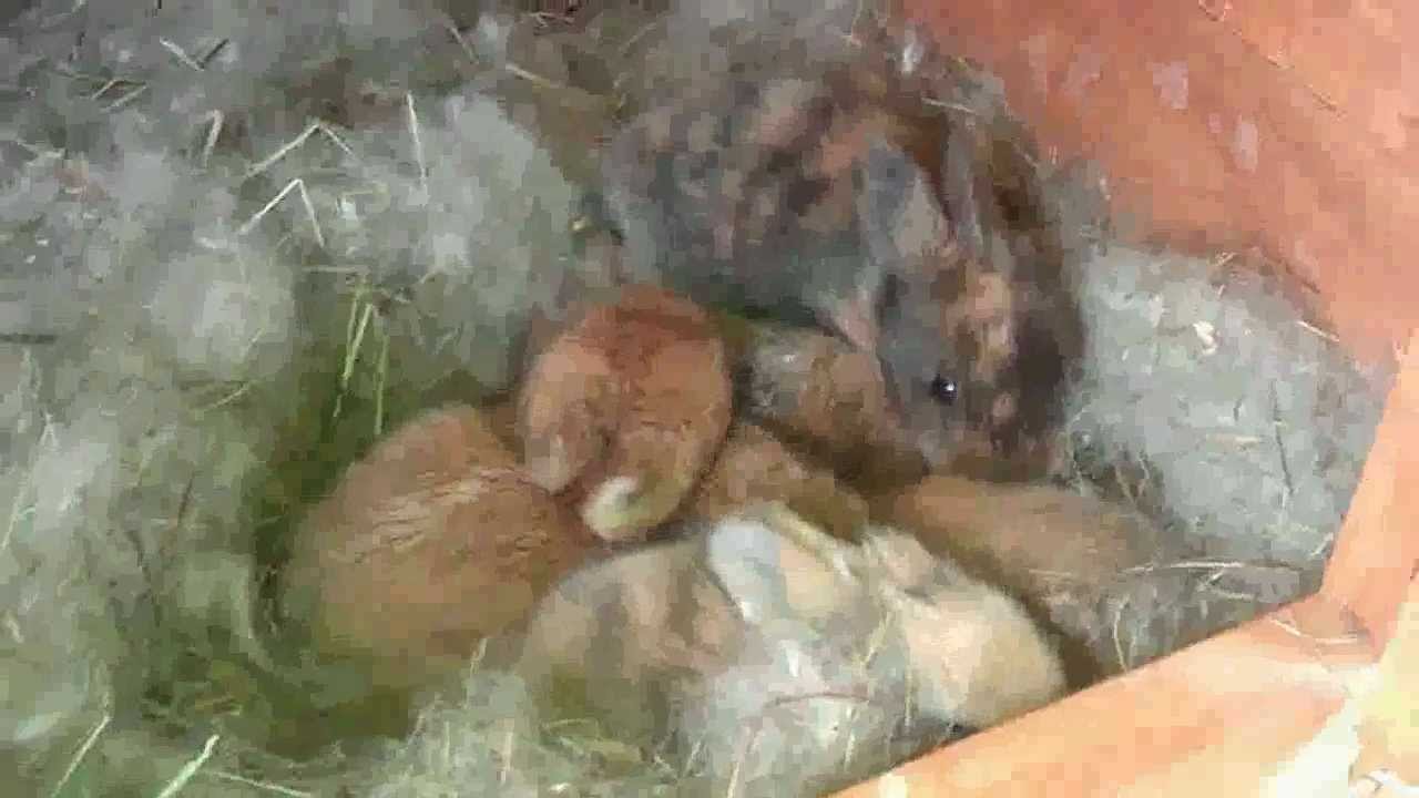 Gazapos de conejo enano con 2 semanas - YouTube