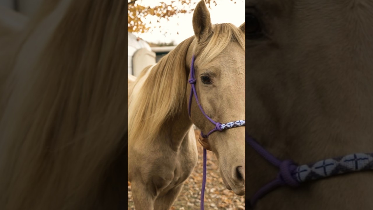 Horses And A Wedding Dress 🐴|| Kentucky Wedding Videographer 