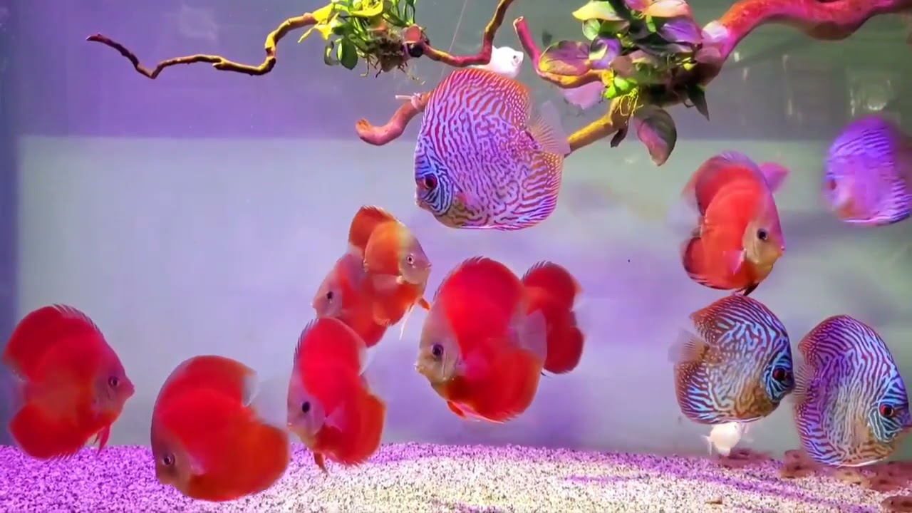 Коллекция дискусов от Chi Hieu Nguyen