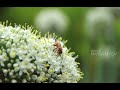 ААРЫ//ПЧЕЛА//BEE //