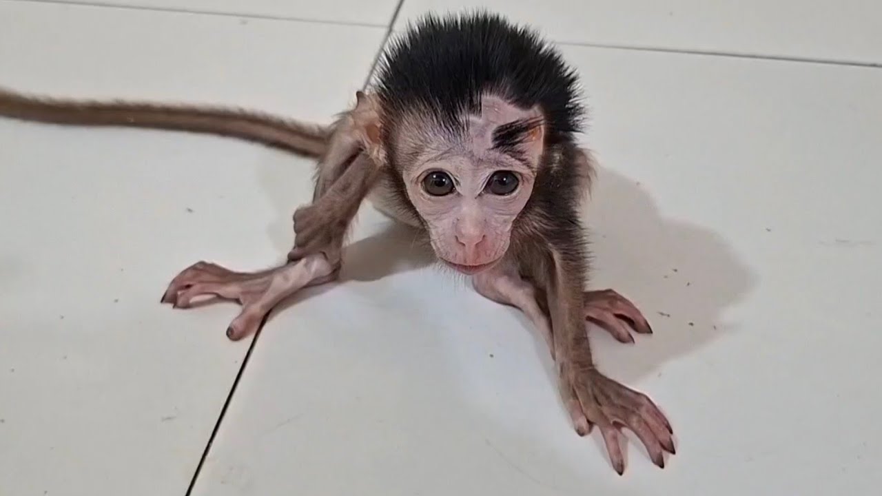 Poor baby monkey Goku, he's hungry and aggressive