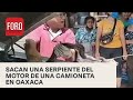 Atrapan enorme serpiente dentro del motor de una camioneta - Noticias MX