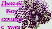 Орхидеи,узамба́рские фиалки,Самара🌺