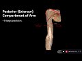 Posterior Compartment of Arm: Overview of Upper Limb - Dissection Supplement