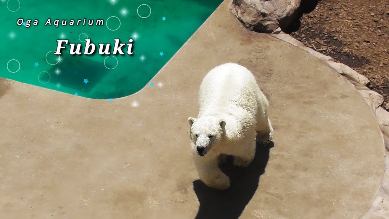 Белый медведь Фубуки