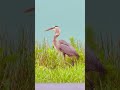 😲 Incredible Great Blue Heron Swallows a Fish Whole in Southwest Florida! 🐟🪶 #greatblueheron #bird