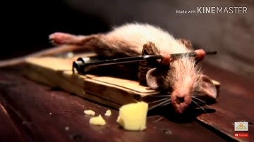 [Noob]Bẫy chuột bá đạo nhất trong lịch sử bắt chuột của con người.