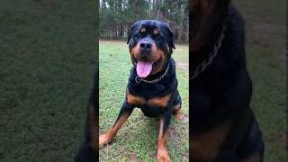 Top Reasons Why Rottweilers, Are Incredible Family Dogs!