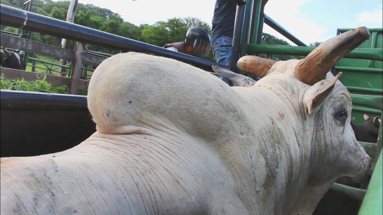 TREINO DE RODEIO NA CIA N.A BULLS - PARTE 06 (PRIMEIRO TREINO DE 2021)