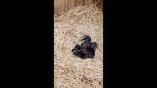 Critically Endangered Red Wolf Pups Born at North Carolina Zoo