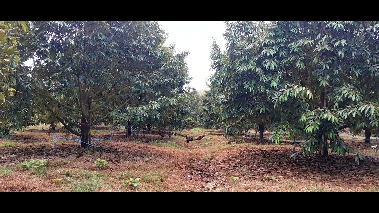 คนทำสวนเรียน#วันนี้เปิดน้ำเหมือนเดิมจ้าพี่น้อง🌳1