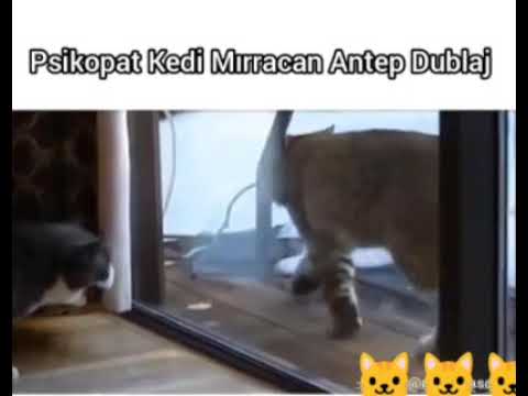 PSİKOPAT KEDİ MIRRACAN ANTEP DUBLAJ