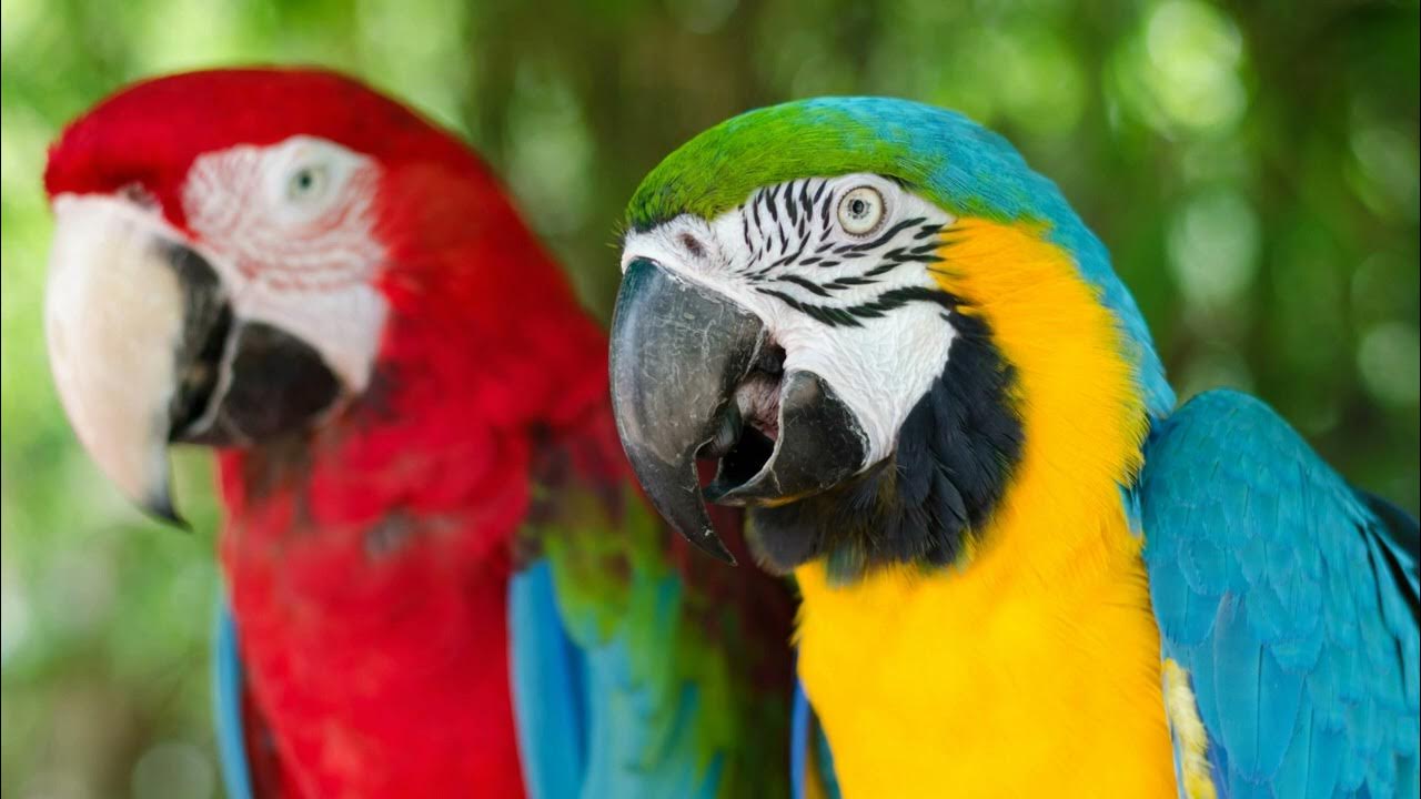 Parrot Screeching Sound Effect YouTube parrot-screeching-sound-effect-youtube