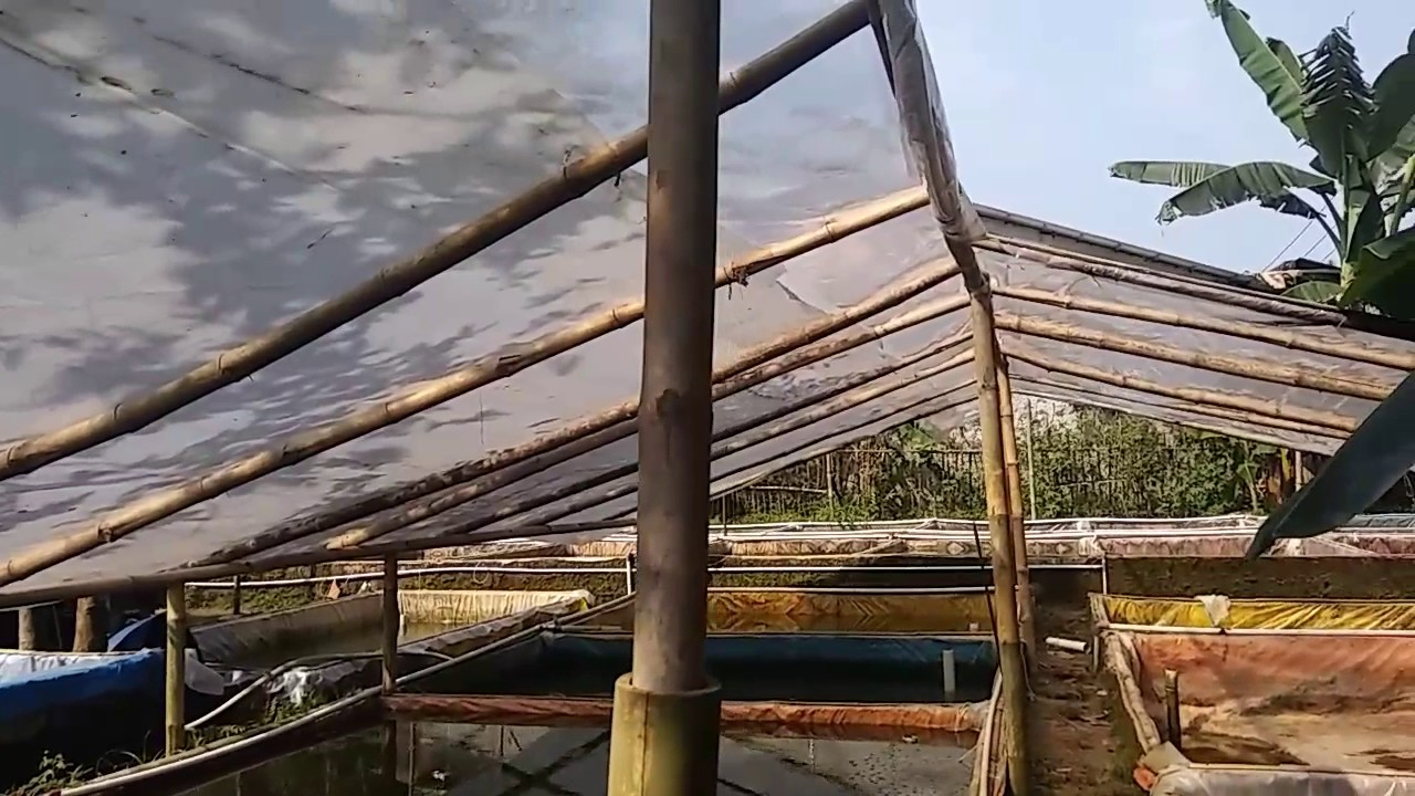 Cara sukses beternak lele dengan kolam tanah dan kolam terpal dari