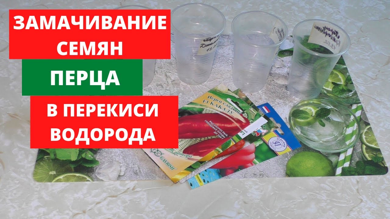 Можно ли томаты замачивать в перекиси водорода. Замачивание семян в перекиси. Замачивание в перекиси водорода семян перцев. Намачивание семян перца. Как правильно замочить семена перца в перекиси водорода.