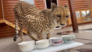 Unexpected choice of cheetah Gerda! Amazing cat!