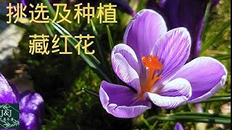 番紅花 Youtube