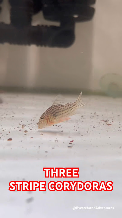 Three Stripe Corydoras | Explore | BycatchAndAdventures #eel #trending #shorts #youtubeshorts