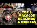 Top 5 Macacos reagindo à mágicas