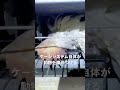 5月11日ケージ自体が凶器