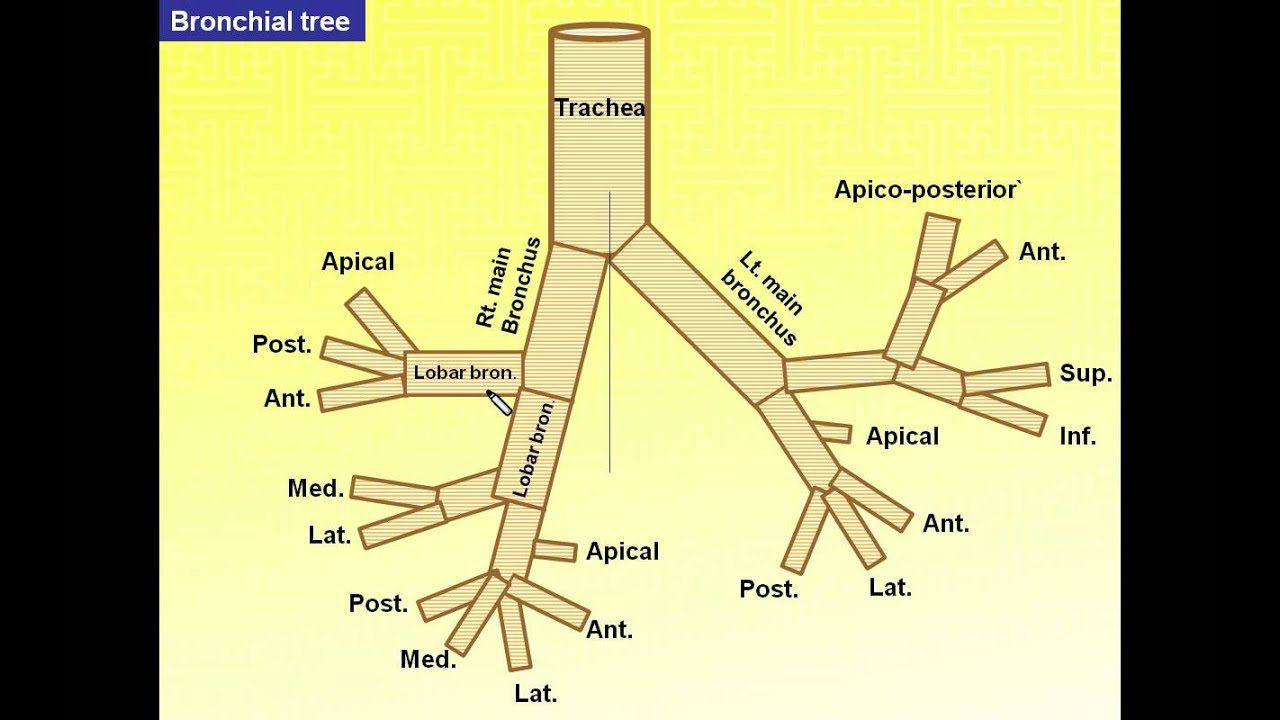 Anatomie Arbre Bronchique