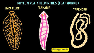 Phylum Platyhelminthes: General Characters with Examples |Flat worms| Animal Kingdom @biologyexams4u