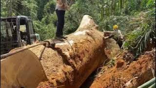 PROSES PENARIKAN KAYU MARSAWAH SUPER BESAR DI TEMPAT SULIT‼️ part 1 & part 2