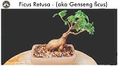 Taking Care Of A Ginseng Ficus Youtube