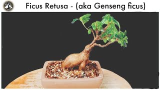 Ficus Retusa Bonsai (Ginseng Ficus).  I shall call him, "lil elephant"